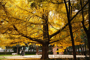Spectacular specimen of Ginkgo in the middle of autumn.