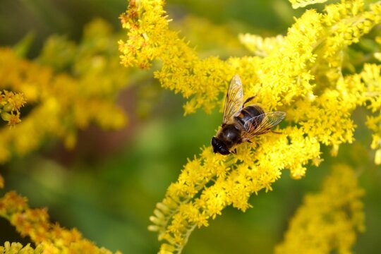 Mistbiene sitzt auf gelben Bl&uuml;ten