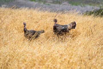 Wild turkeys are walking in the meadow. 