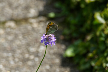 Silver-washed Fritillary butterfly (Argynnis paphia) sitting on purple flower in Zurich, Switzerland