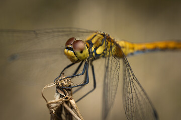 Dragonfly rests on the branch