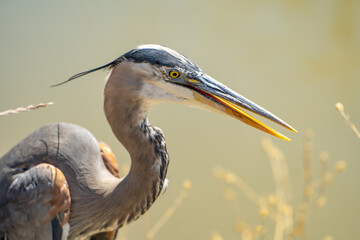 Great blue heron (Ardea cinerea) close up