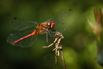 Dragonfly rests on the branch