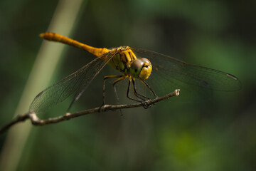Dragonfly rests on the branch