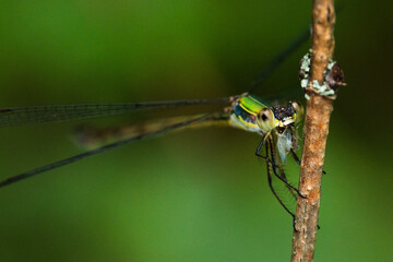 Dragonfly rests on the branch