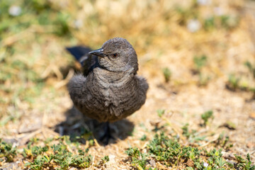 Female Brewer's Blackbird (Euphagus cyanocephalus)