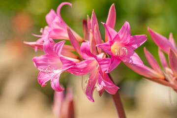 Amaryllis belladonna (Naked Lady Lily)