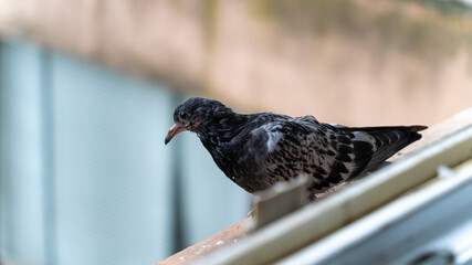 Portrait of a very young pigeon on the edge of a window, coming to look for food	