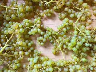 Grapes on paper, winemaking, berry background for banner, branches of grapes, wine list, grape...