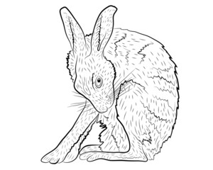 Vector illustration of a European hare in isolate on a white background. Vector illustration.