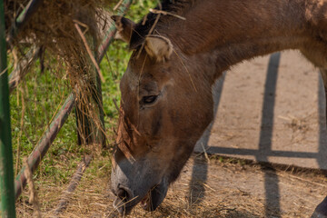 Fototapeta premium Donkey near fence and feeder in sunny hot summer day