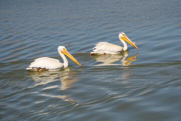 A pair of American white pelicans swim in the lake. 