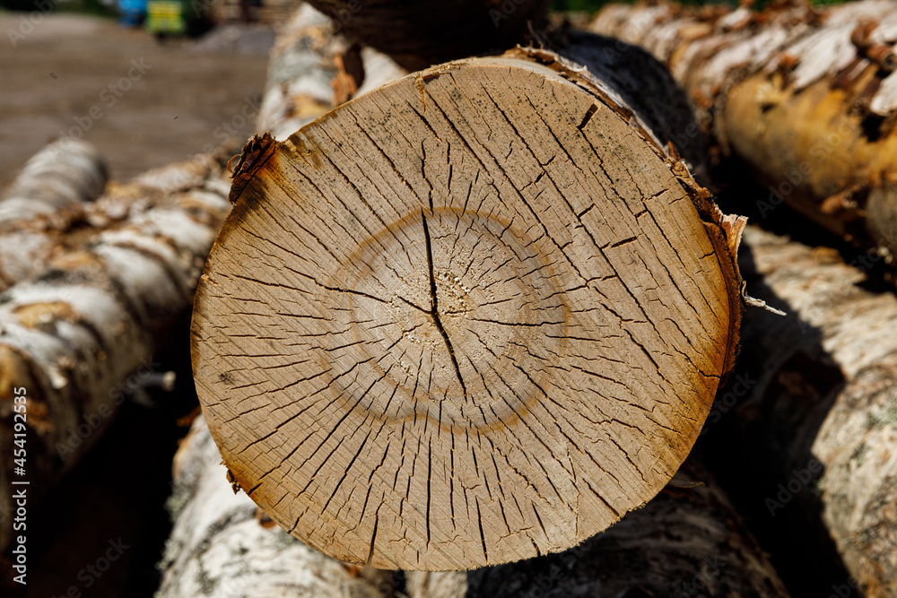 Poster birch logs lie stacked in nature
