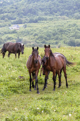 Two brown horses look into the camera. The horses graze in the mountains among the green grass. The concept of cattle breeding.