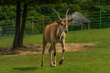 Naklejka na ściany i meble Big antelope with horns on green grass meadow in summer sunny day