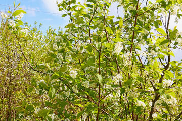 Fototapeta na wymiar A blooming branch of apple tree in spring sunny day