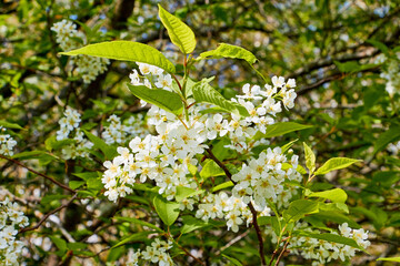 A blooming branch of apple tree in spring sunny day