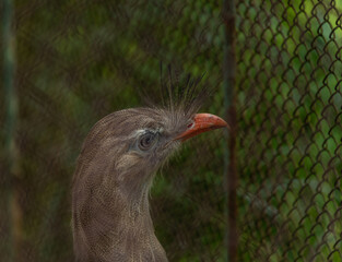 Birds in ZOO in cages in summer hot sunny day