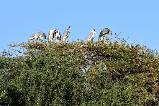 Aba Koda Storks on Tree Top