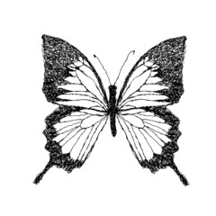 Graphic monochrome butterfly hatching. Vector illustration