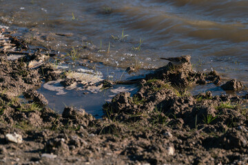 bird on the shore of a water reservoir