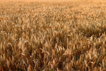 Golden wheat field. The concept of harvesting