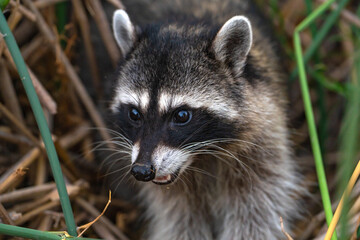 Naklejka na ściany i meble Close-up of a raccoon. Wildlife photography.