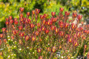 Close-up of shrub Leucadendron salignum. 