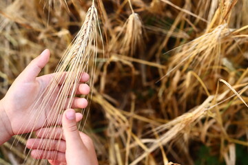 child's hand holds ears of wheat close-up