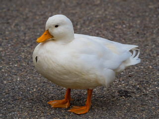 Cute albino duck standing on the ground close up