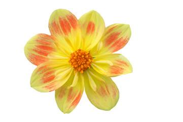 Bright beautiful red yellow dahlia flower close up on white isolated background