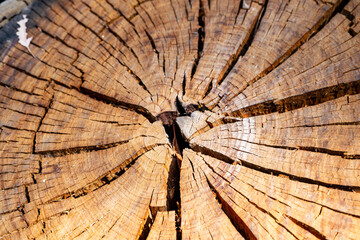 Cracked tree stump close up view from above.