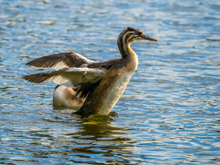 Young great crested grebe splashing with spread wings on lake