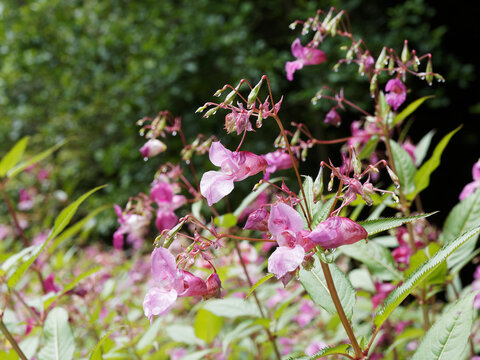 Impatiens glandulifera | Himalayan balsam or kiss-me-on-the-mountain. Pink flowers like hooped shape and lanceolate leaves on soft green or red-tinged stems