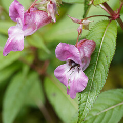 (Impatiens glandulifera) Ornamental, jewelweed or Himalayan balsam with pink flowers tinted with white