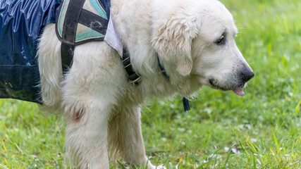 Magnificent mountain dog of the Pyrenees, at the edge of a lake in the rain, close up