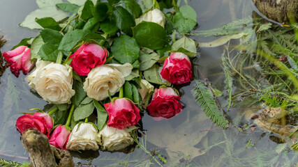 Bouquet of roses, white and pink, thrown in the lake, in the middle of roots emerging from the water, in rainy weather