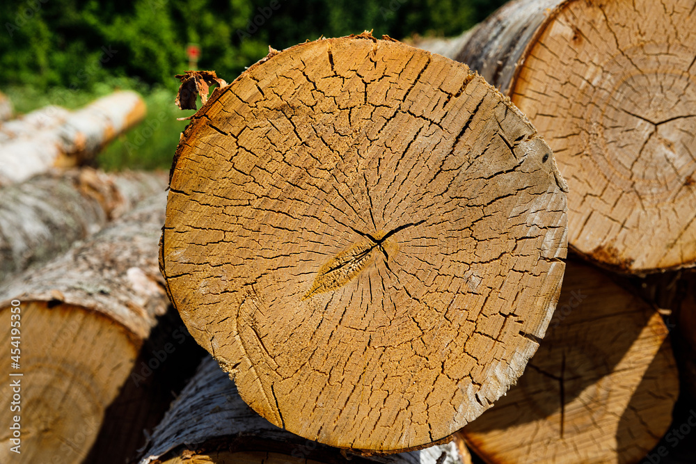 Poster birch logs lie stacked in nature