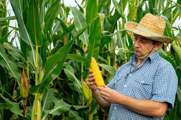 Senor farmer inspects the corn crop in the vegetable garden. Ripe swing of corn in the hands of an...