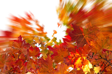 Stylized maple autumn colorful bright yellow orange red leaves on a tree branch close up