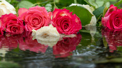 Bouquet of roses, white and pink in a puddle, close-up