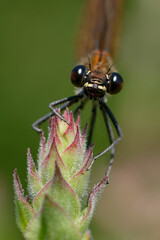 Female Copper demoiselle or Mediterranean demoiselle (Calopteryx haemorroidalis)