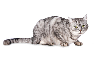 Silver tabby cat isolated on white