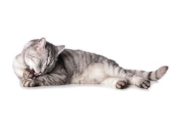 Silver tabby cat licking his paw isolated on white