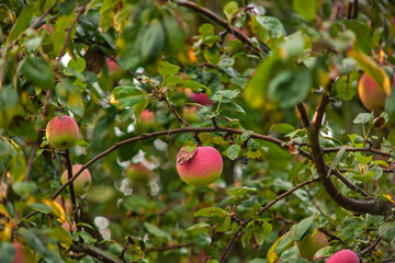 autumn apples are the first after frost