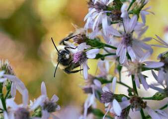 Bourdon sur fleurs mauves