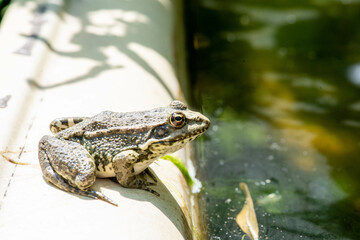 one gray frog sitting by the water
