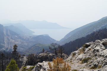 Fototapeta premium Croatia, Peljesac Peninsula burnt out. Forest fire during hot summer in Croatia. Burnt out trees. 