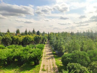 sale of coniferous evergreen plants in the garden center. thuja, decorative pines, firs, junipers in the garden in a row