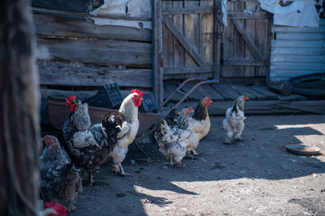 roosters and chickens walk in the yard of the barn